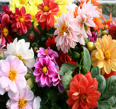 Dahlia Mix