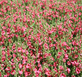 Diascia Red