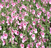 Diascia Small