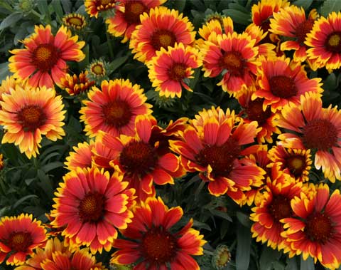 Progressive Growers, Inc.