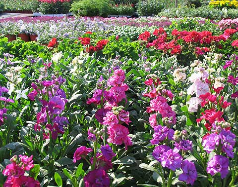 Progressive Growers, Inc.