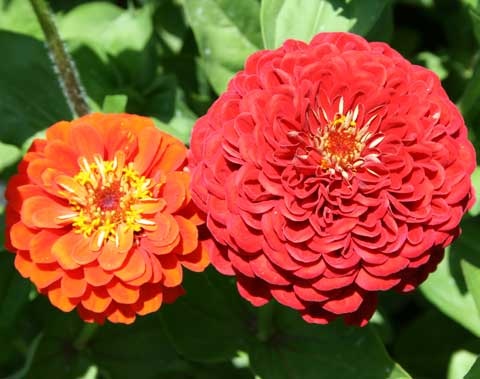 Progressive Growers, Inc.