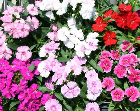 Progressive Growers, Inc.